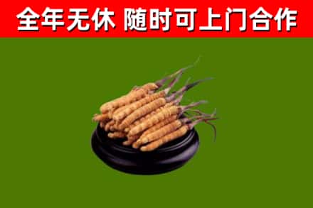 沽源烟酒回收冬虫夏草.jpg